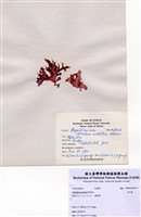 藏品(角叉菜)的圖片